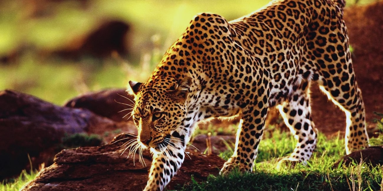  a tiger of Chandraprabha Wildlife Sanctuary 